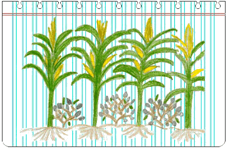 Dibujos de milpas para colorear - Imagui