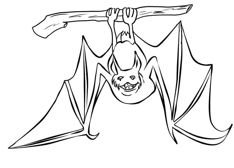 Dibujos de murciélagos » MURCIELAGOPEDIA