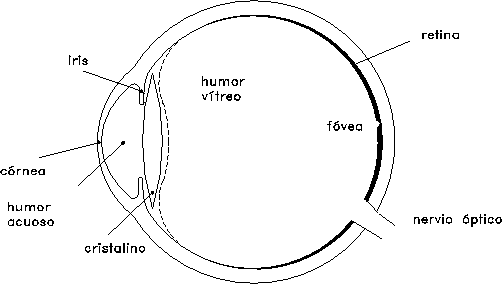 Figura 1.23: Esquemadel ojo humano
