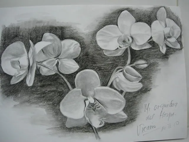 Dibujos de orquideas - Imagui