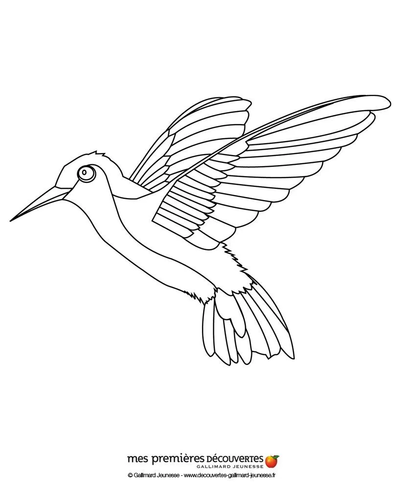 Dibujos PAJAROS para colorear, el colibrí para imprimir Dibujos PAJAROS para colorear, el colibrí para imprimir