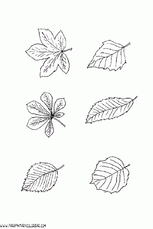 dibujos-para-pintar-de-hojas-de-arboles-011
