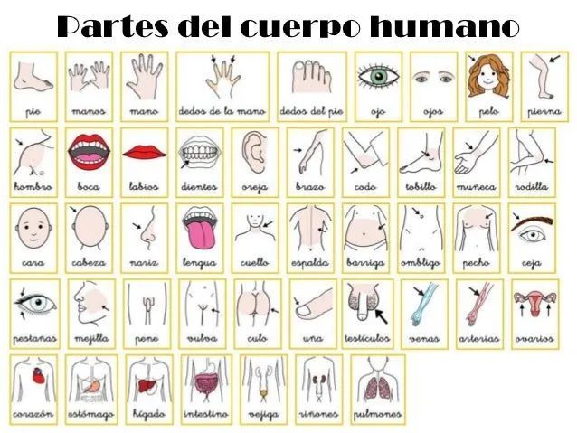 Dibujos de las partes del cuerpo humáno en inglés y español - Imagui
