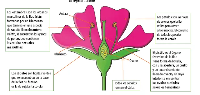 Dibujos de partes de la flor y sus funciones - Imagui