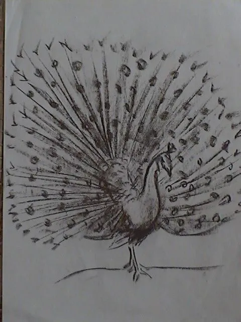 Colorear Dibujo De Pavo Real | Para Colorear Dibujos Y Dibujos Colorear Dibujo De Pavo Real | Para Colorear Dibujos Y Dibujos