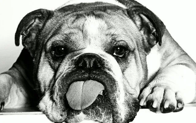 Dibujos de perros bulldog a lapiz - Imagui