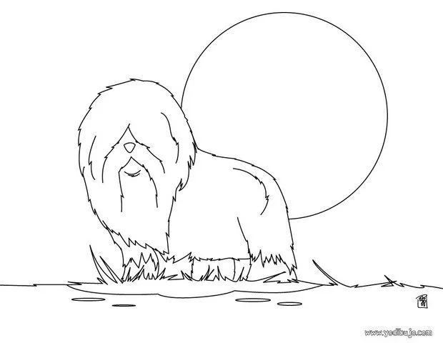 Dibujos PERROS para colorear, Bull Terrier para imprimir
