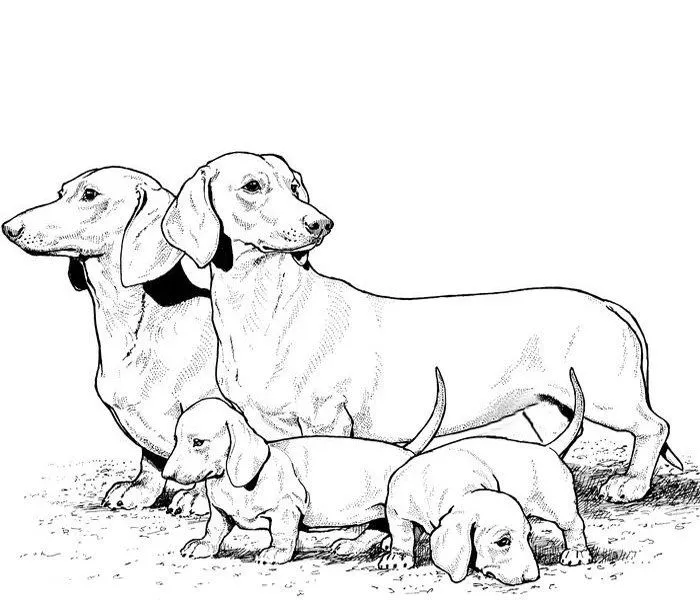 Dibujos de razas de perros para pintar. PerrosAmigos.com