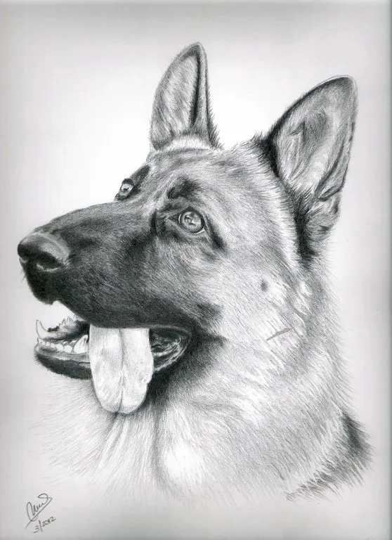Dibujos de perros para dibujar americanos a lápiz - Imagui