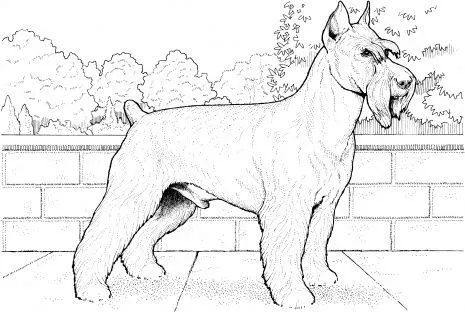 Dibujos de perros esnauser para pintar - Imagui