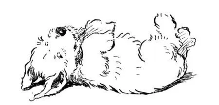 dibujos caras de perros maltes - Buscar con Google | perros dibujo ...