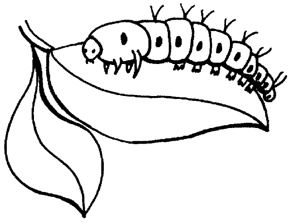 Animal invertebrado para dibujar - Imagui