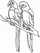 para colorear de animales: un par de loros - Dibujos para pintar ... para colorear de animales: un par de loros - Dibujos para pintar ...