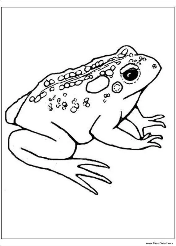 Dibujos para pintar y Color de la rana - Diseño de impresión 028