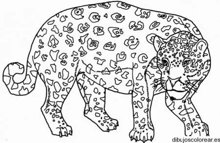 Un jaguar para colorear - Imagui