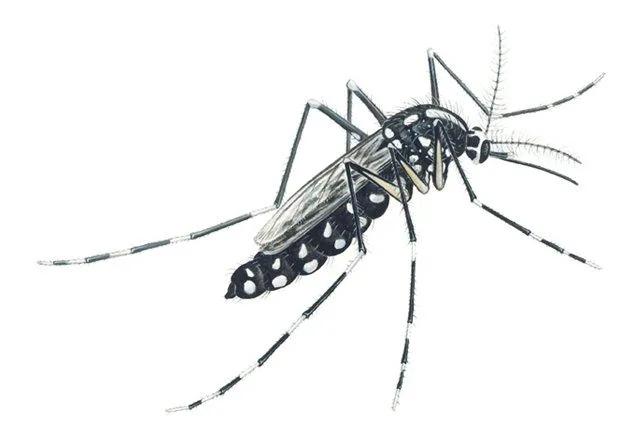 Dibujo de el mosquito del dengue - Imagui