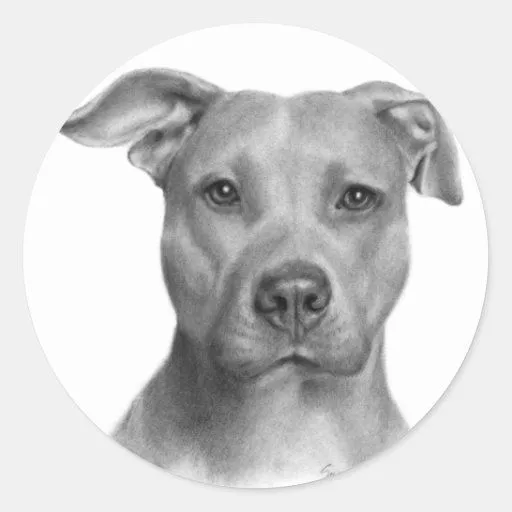 Dibujos de pitbull terrier a lapiz - Imagui
