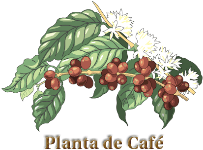 Planta de cafe dibujo - Imagui