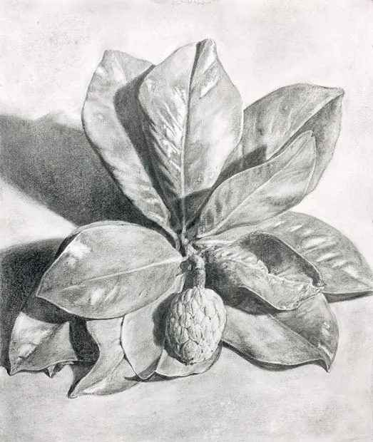 Dibujos de plantas lapiz - Imagui