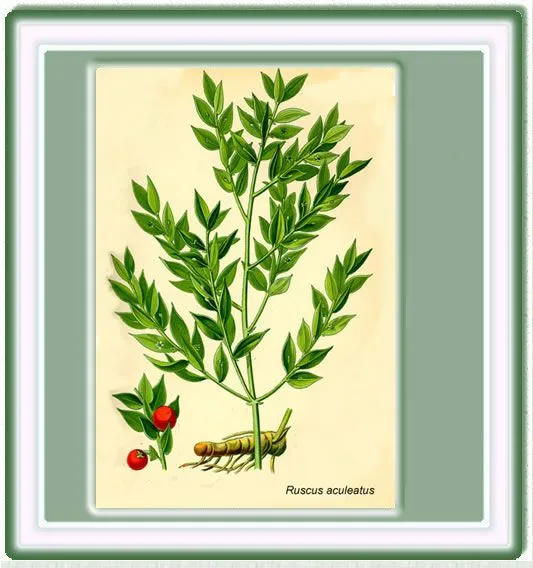 Dibujos de plantas medicinales con nombres - Imagui