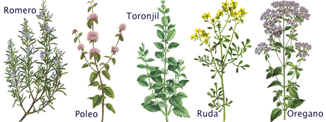 Nombres de plantas medicinales con sus dibujos - Imagui