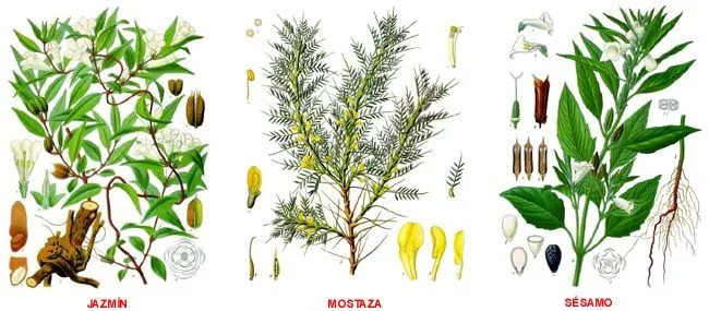 Dibujos de plantas medicinales con nombres - Imagui