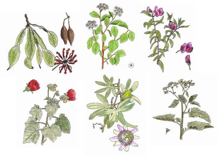 Plantas decorativas dibujos - Imagui