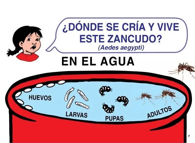 Dibujos de prevencion del dengue - Imagui