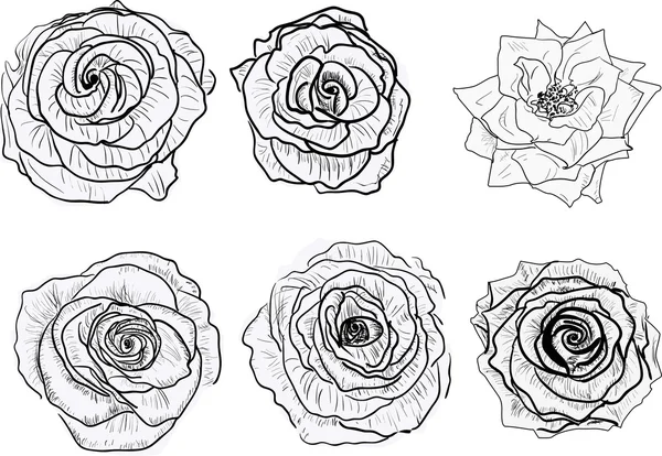 Dibujos de rosas — Vector stock © Dr.PAS #55590747