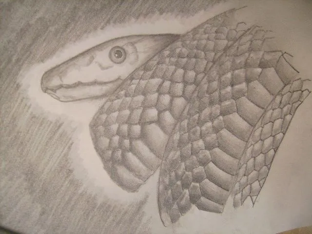 Serpientes para dibujar a lapiz - Imagui