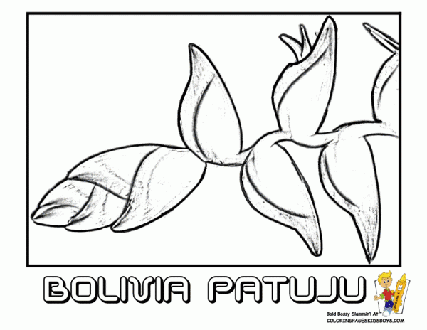 Dibujos de los símbolos patrios de Bolivia para pintar | Colorear ...
