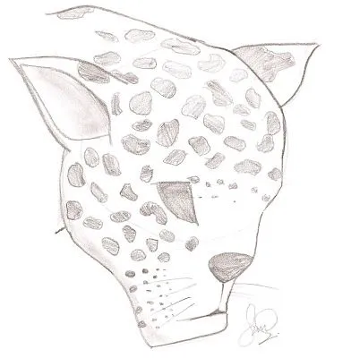 Dibujos Simples: Como dibujar un leopardo