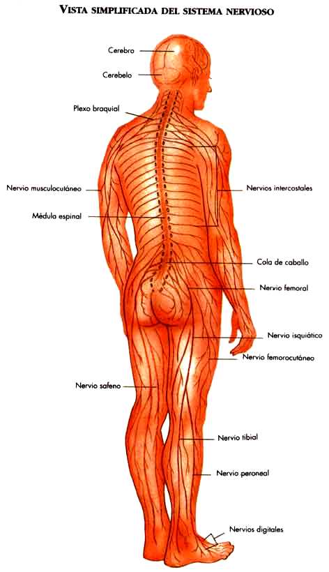Dibujos de el sistema nervioso - Imagui