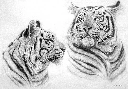Dibujos de tigres blancos a lapiz - Imagui