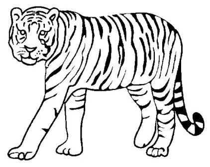 Tigre de bengala en blanco caricatura - Imagui