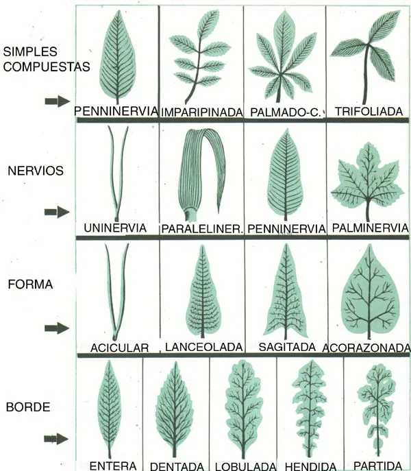 Tipos de hojas segun su forma y borde - Imagui