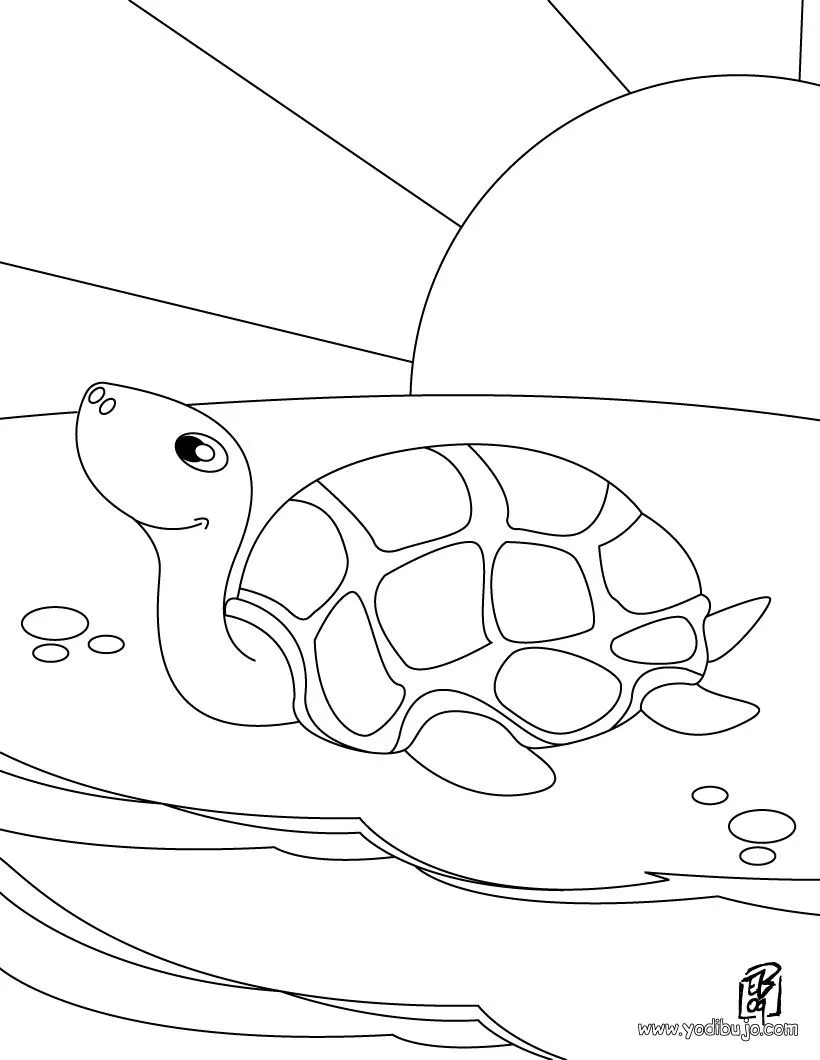 Dibujos de tortugas marinas | TORTUGAMARINAPEDIA