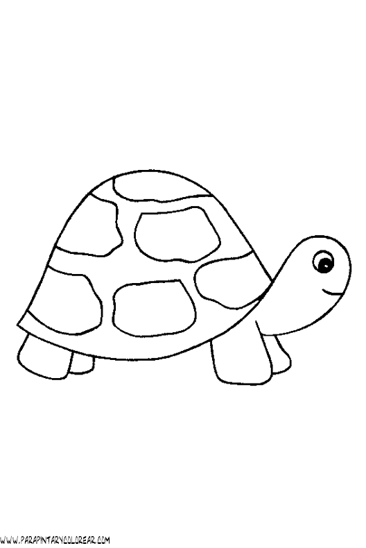 dibujos-de-tortugas-016