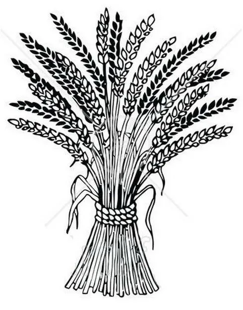 Dibujos de trigo para colorear - Imagui