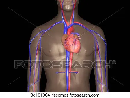 Dibujos - vista anterior, de, el, sistema circulatorio, de, el ...