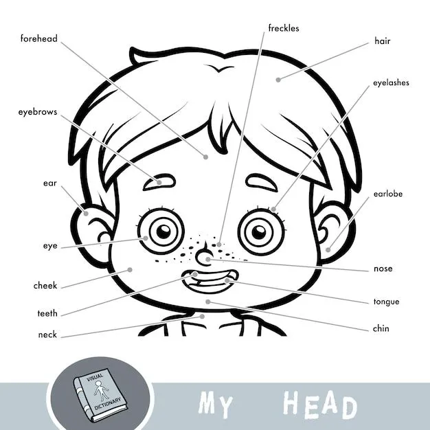 Diccionario visual de dibujos animados para niños sobre el cuerpo humano.  mi cabeza se parte por un niño. | Vector Premium