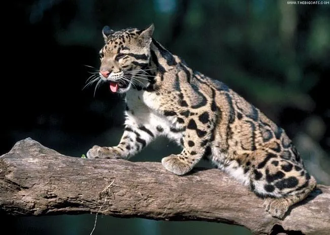 DICHIARATO ESTINTO IL LEOPARDO NEBULOSO DI FORMOSA - DICHIARATO ESTINTO IL LEOPARDO NEBULOSO DI FORMOSA -
