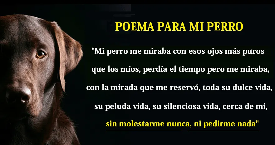 Diego on Twitter: "@NoUsesPieles Poema para mi perro http://t.co ...