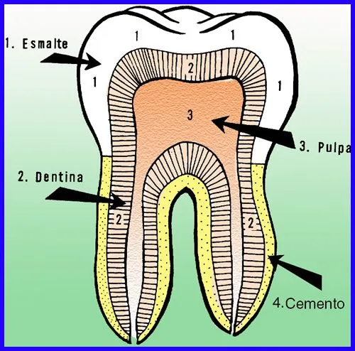 Composición de los dientes | Partes de los dientes humanos
