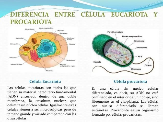 Diferencia entre celula Eucariota y Procariota | Todos los Animales