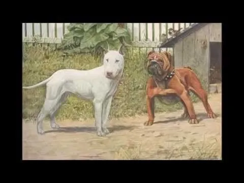 Diferencias entre un American Pit Bull Terrier y un American ...