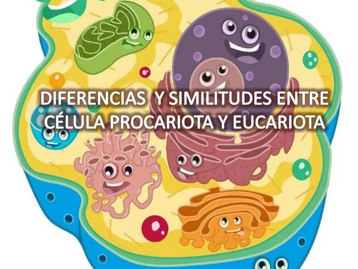Diferencias entre célula procariota y eucariota