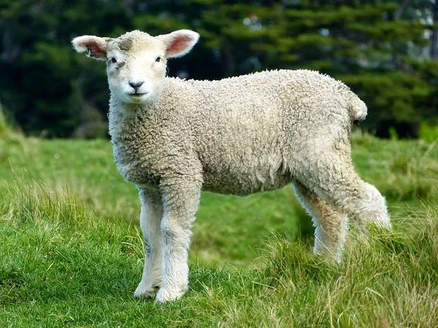 Dios es El Buen Pastor y sus ovejas conocen su voz | Reflexiones ...