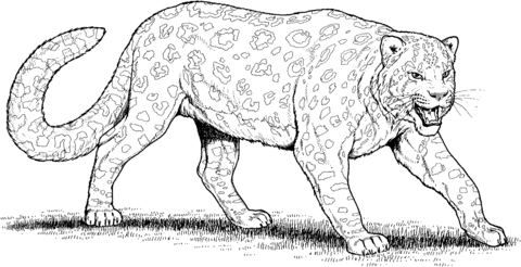 Desenho de Leopardo mostrando os dentes para colorir | Desenhos ...