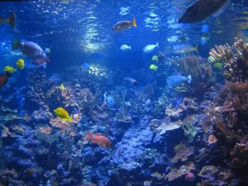 Las distintas zonas del océano | Universo Marino Las distintas zonas del océano | Universo Marino